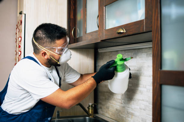 Best Wasp Removal Services  in South Russell, OH