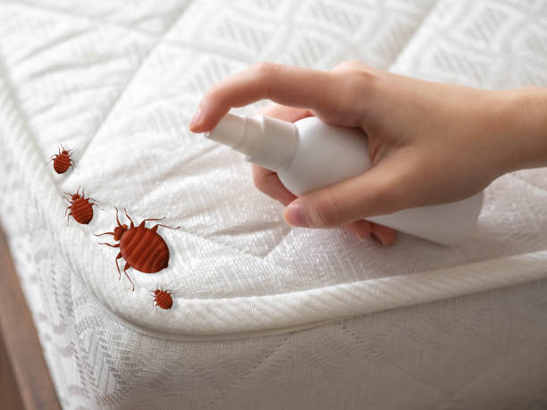 Best Wasp Removal Services  in South Russell, OH
